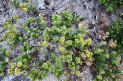 Phylica ericoides