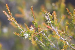 Thryptomene parviflora
