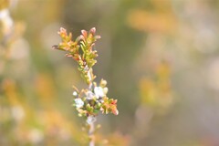 Thryptomene parviflora