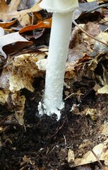 Amanita lavendula