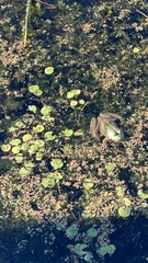 Lithobates catesbeianus