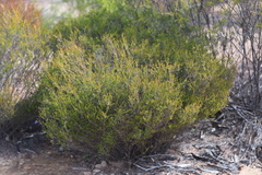 Thryptomene parviflora