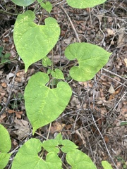 Asclepiadeae