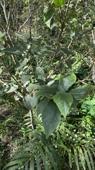 Ficus erecta