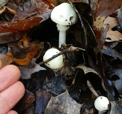 Amanita lavendula