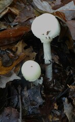 Amanita lavendula