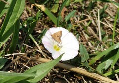 Pyraustini