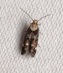 Mompha lacteella
