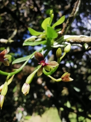 Telipogon williamsii