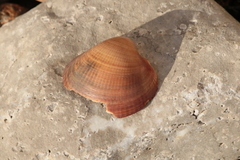Glycymeris glycymeris
