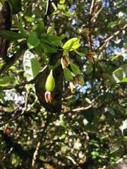 Telipogon williamsii