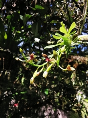 Telipogon williamsii