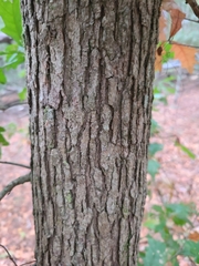 Quercus austrina