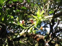 Telipogon williamsii