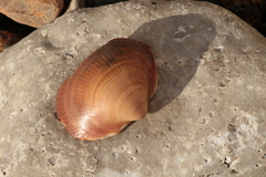 Glycymeris glycymeris