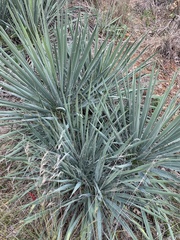 Yucca necopina
