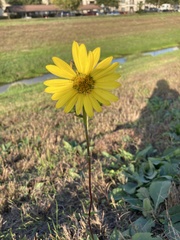 Silphium gracile