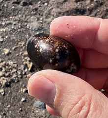 Monetaria caputserpentis