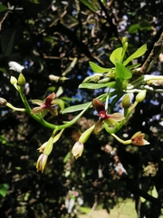 Telipogon williamsii