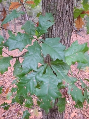 Quercus austrina
