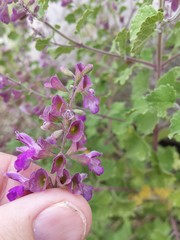 Salvia pinguifolia