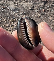 Monetaria caputserpentis