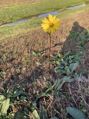 Silphium gracile