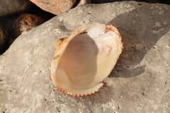 Glycymeris glycymeris
