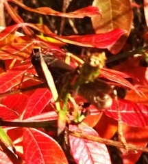 Pseudochorthippus curtipennis