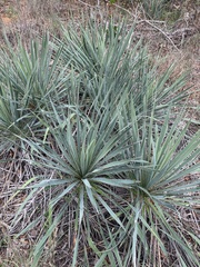 Yucca necopina