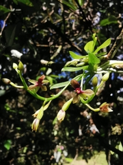 Telipogon williamsii