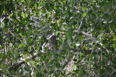 Arremonops rufivirgatus