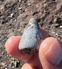 Conus papilliferus