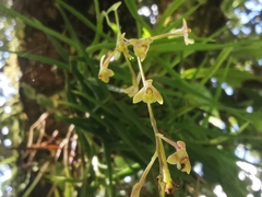 Epidendrum schlimii