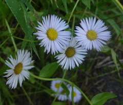 Erigeron coulteri