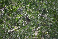 Arremonops rufivirgatus