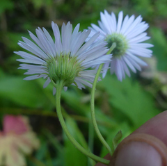 Erigeron coulteri