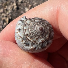 Conus papilliferus
