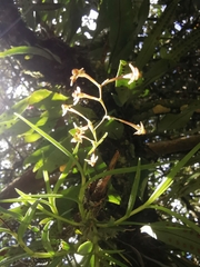 Epidendrum schlimii
