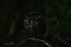 Hydropsalis cayennensis