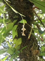 Epidendrum schlimii
