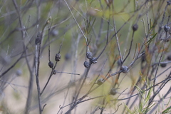 Melaleuca uncinata