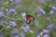 Danaus eresimus