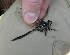 Somatochlora elongata