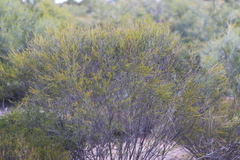 Melaleuca uncinata