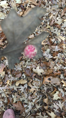 Callirhytis seminator