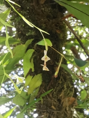 Epidendrum schlimii
