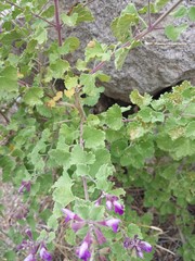 Salvia pinguifolia