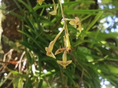 Epidendrum schlimii