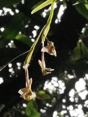 Epidendrum schlimii